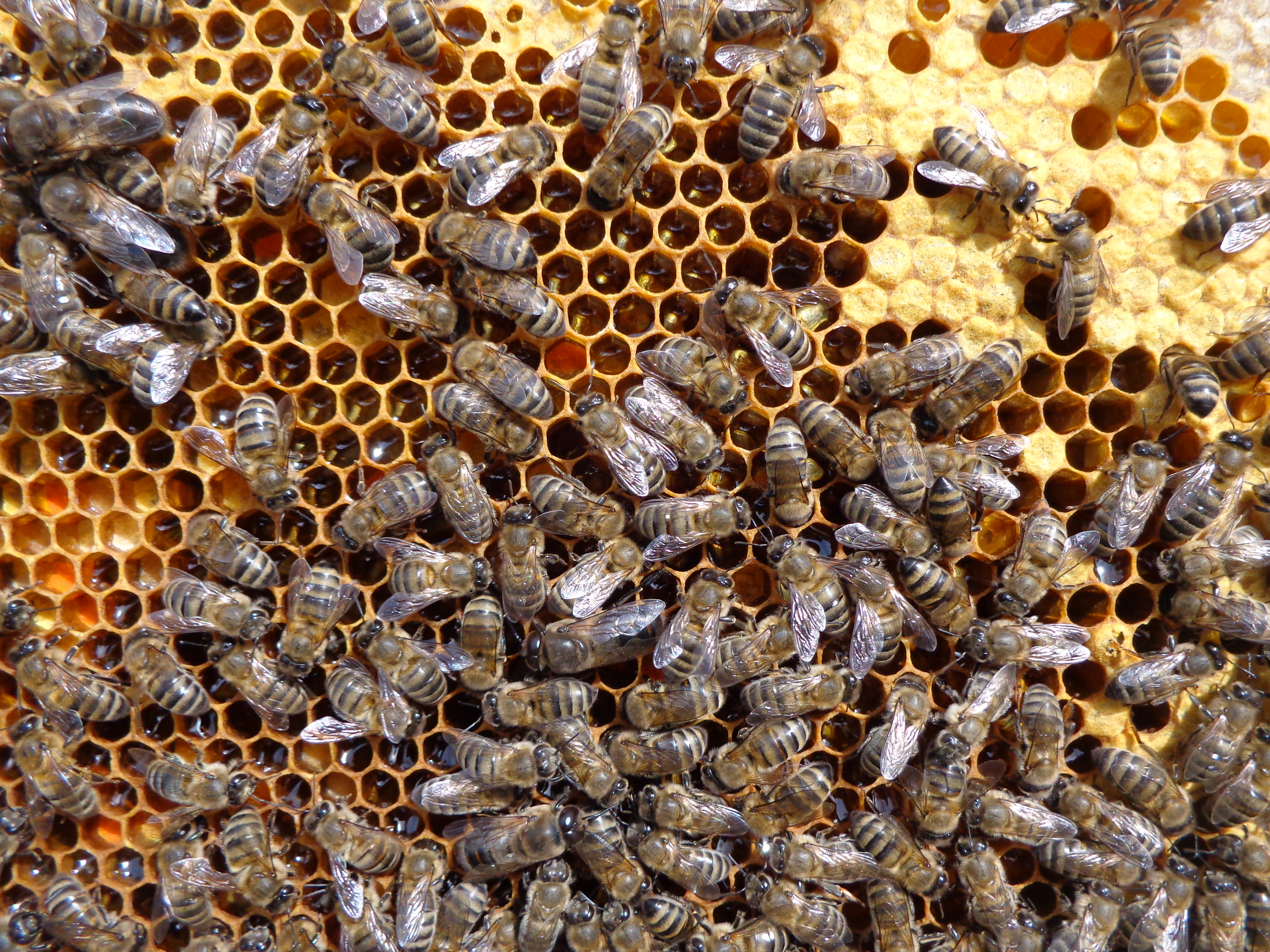 სურ. 1 მნიშვნელოვანია თუ რამდენად მშვიდად აგრძელებენ მუშა ფუტკრები ფიჭაზე ფუსფუსს ჩარჩოს სკიდან ამოღება-დათვალიერებისას.